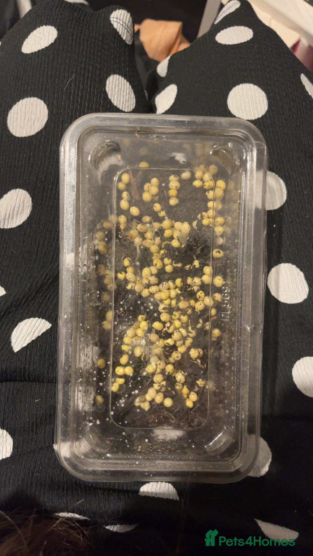 Snails invertebrates for sale: Baby giant African land snails - Advert 2