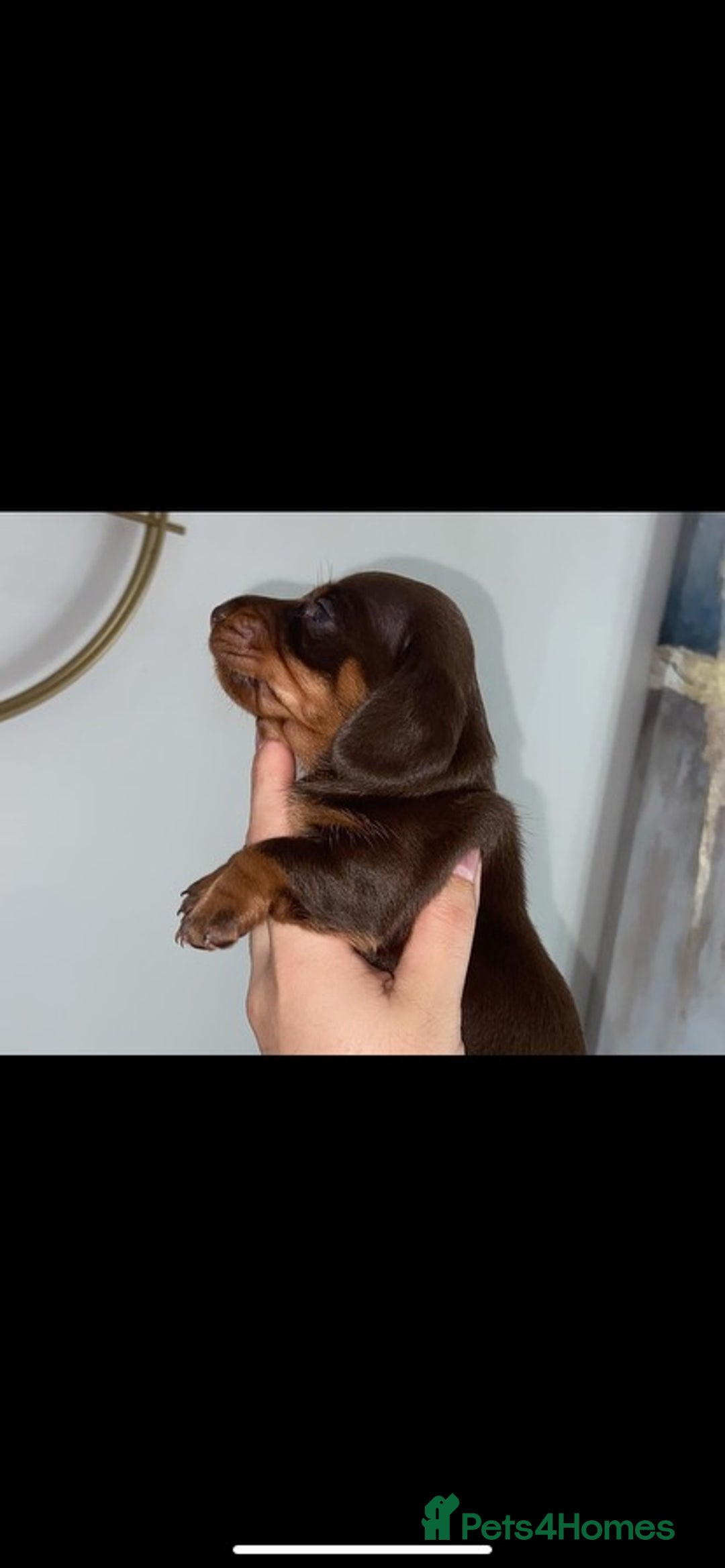 Miniature Dachshund dogs for sale: KC Championship line miniature dachshunds  - Image 13