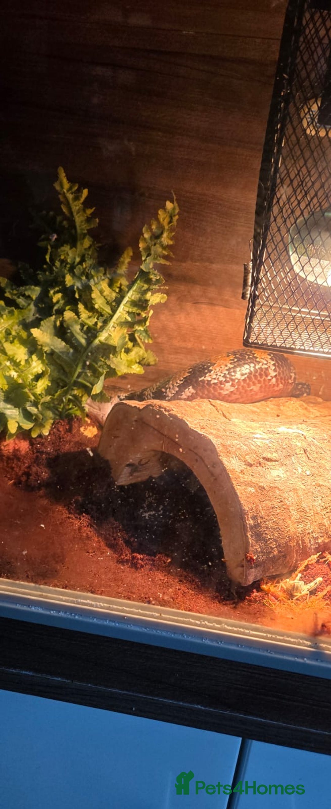 Skink reptiles for sale: Male adult blue tongue skink - Advert 2