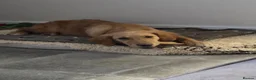 Golden Retriever dogs for sale: Golden retriver female  - Advert 9