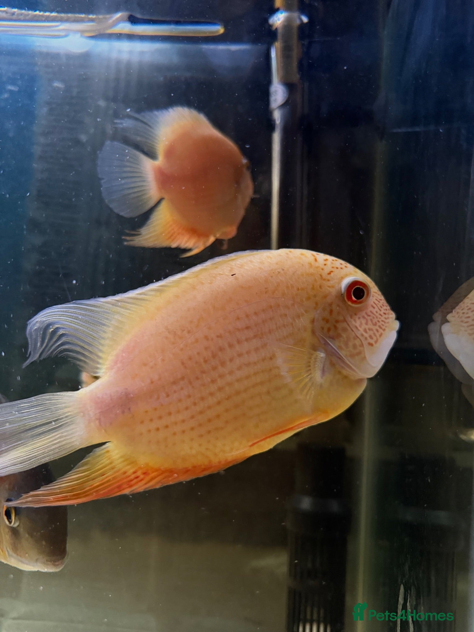 Cichlids fish Gold severum - Advert 5