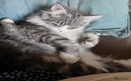Maine Coon cats for sale: Hello! I’m Monty - Image 5