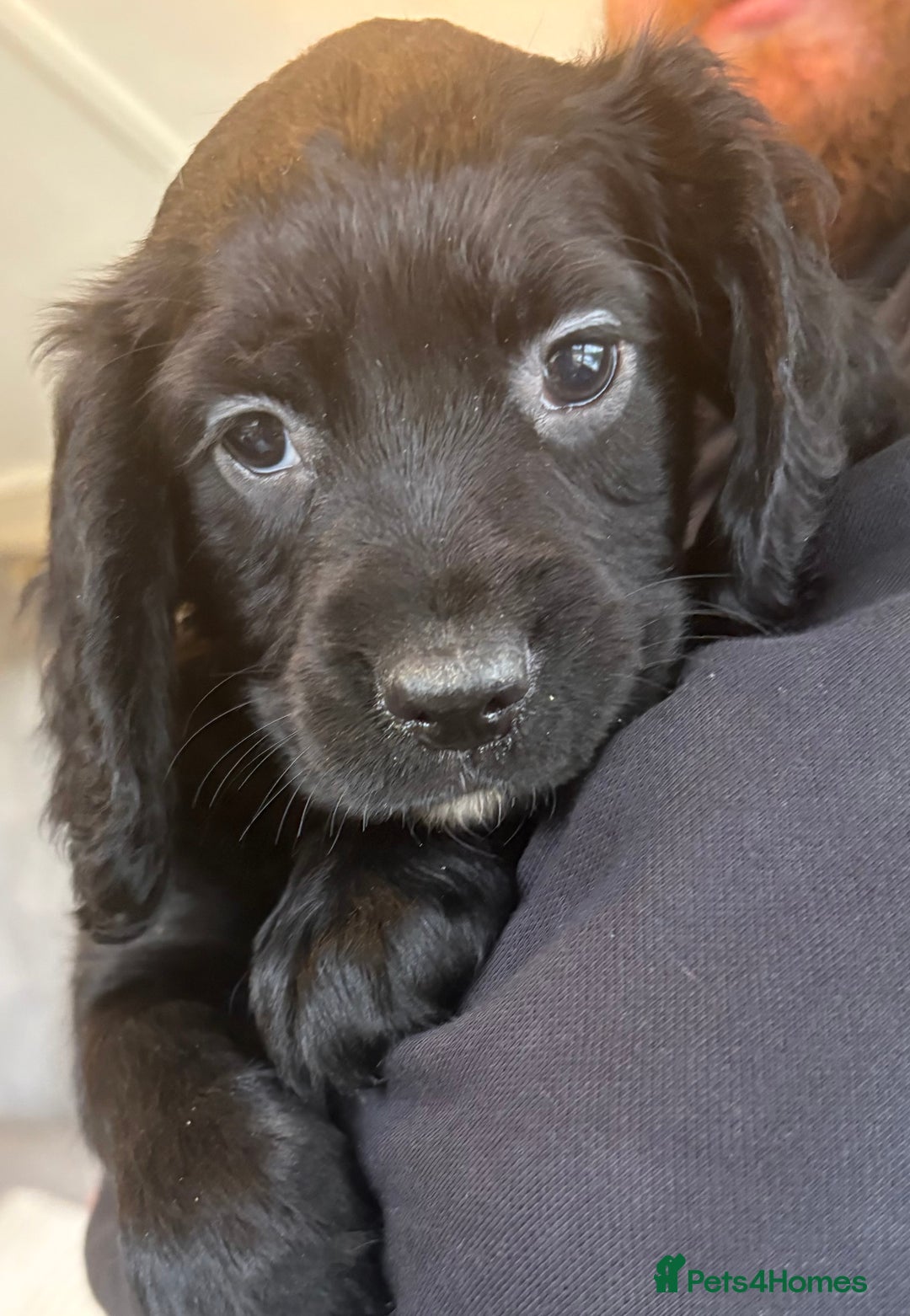 Sprocker dogs for sale: Beautiful Sprocker Puppies  - Advert 5