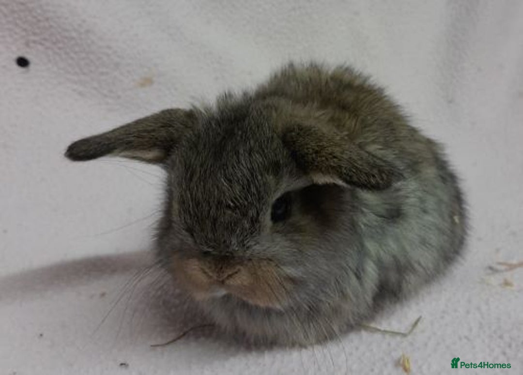 Mini Lop rabbits for sale: Mini Lops- vaccinated with new vaccine in Ashford - Image 8