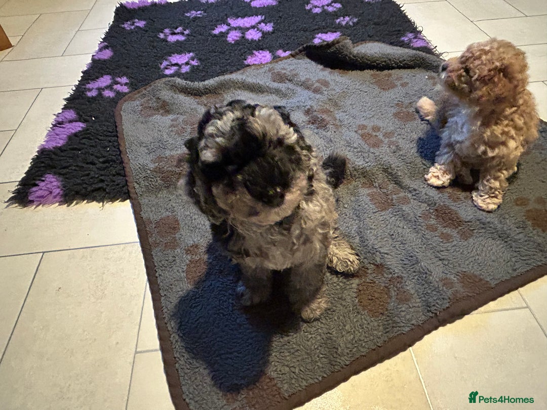 Cockapoo dogs for sale: Miniature cockapoo puppies Merle and Apricot - Image 5