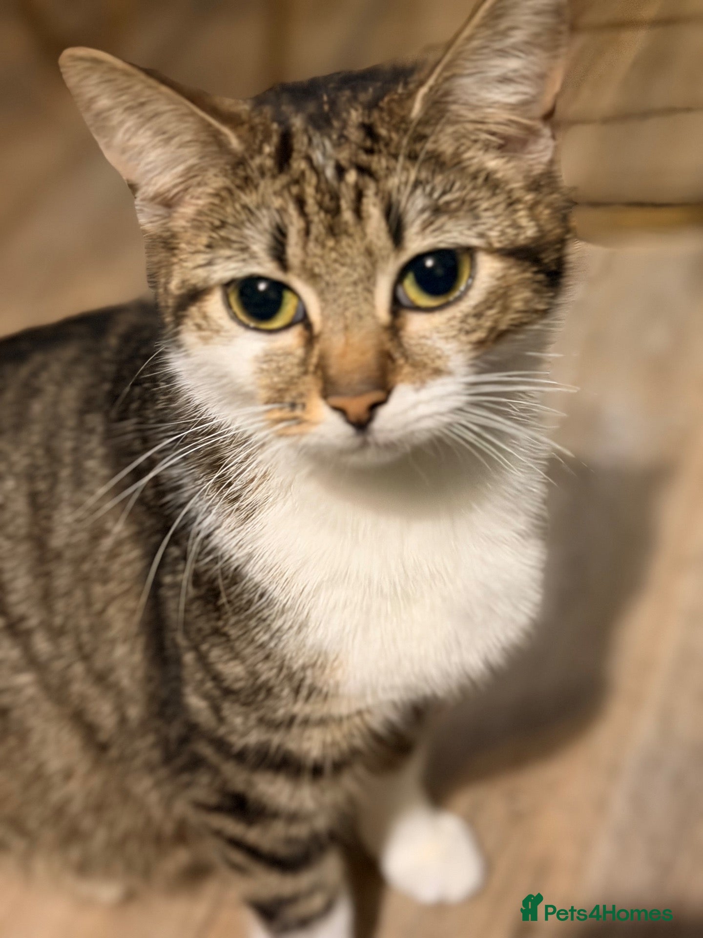 Mixed Breed cats 3 Beautiful Tabby & White Kittens - Advert 1