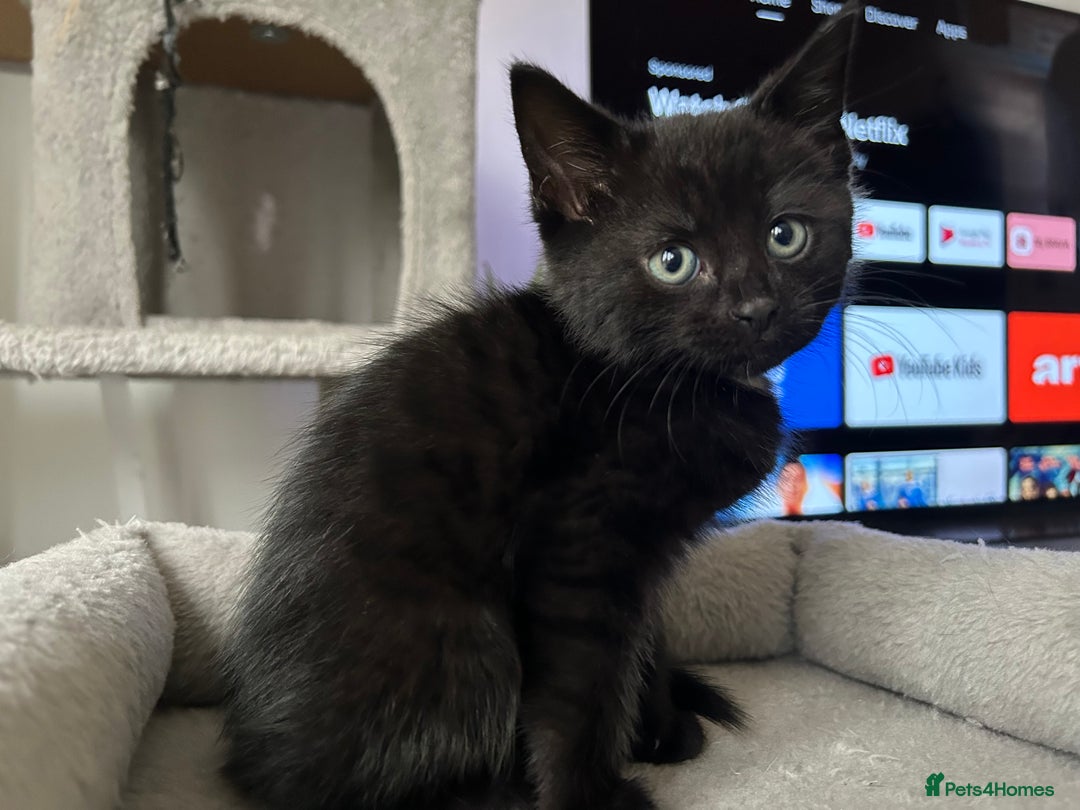 Mixed Breed cats for sale: Adorable kittens for sale  - Image 7