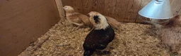 Chickens poultry for sale: Salmon Favorolle Chickens (Large Fowl)  - Advert 2