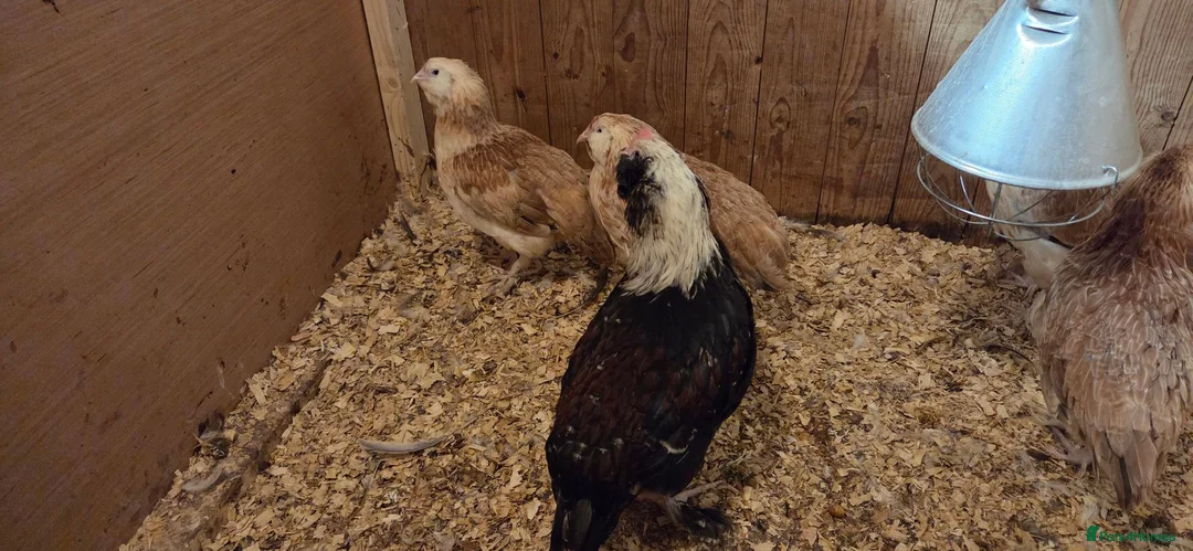 Chickens poultry for sale: Salmon Favorolle Chickens (Large Fowl)  - Advert 2