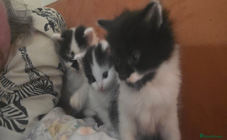 Siberian cats - Advert 2