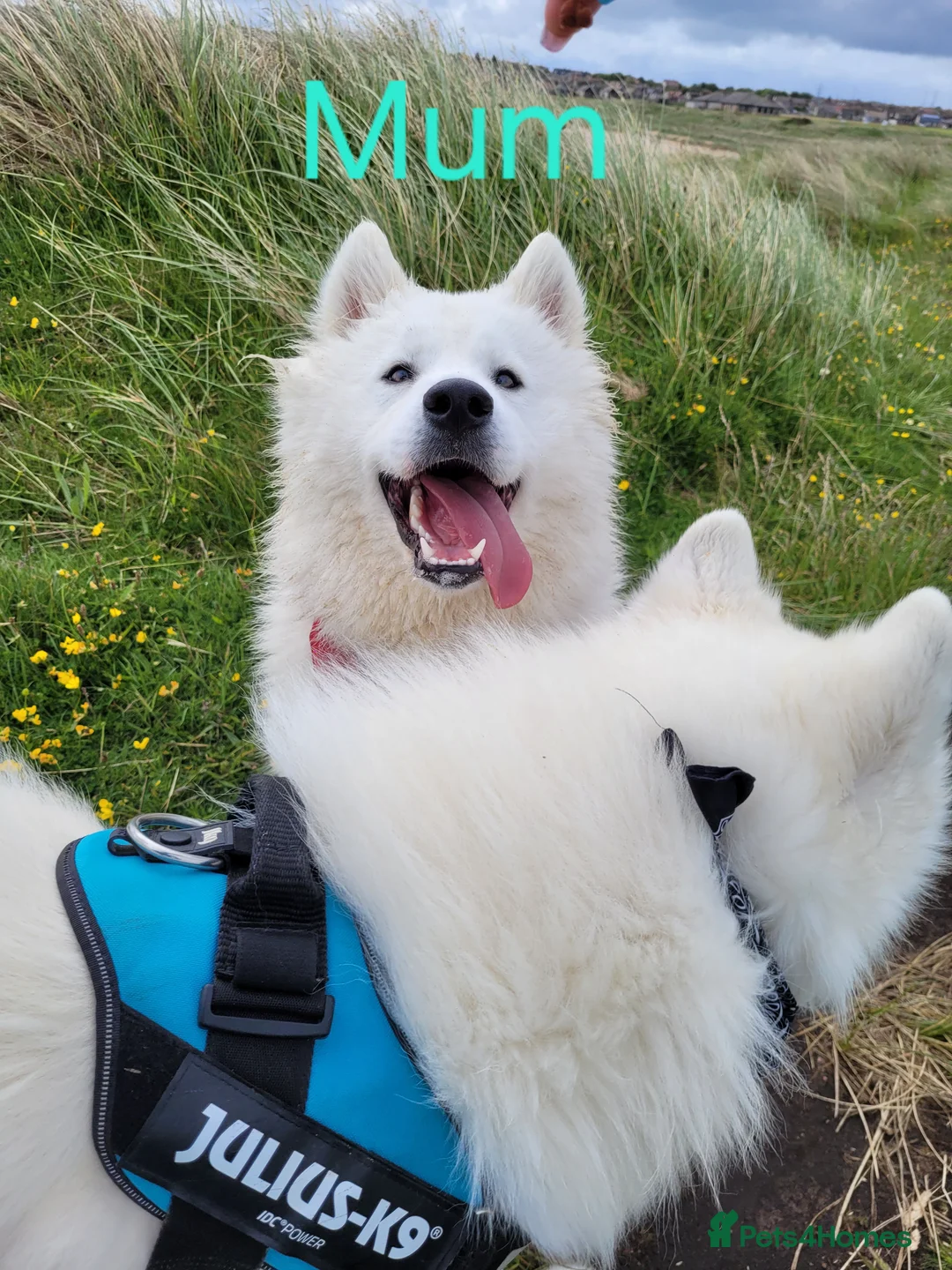 Samoyed dogs for sale: ‼️KC Registered Puppies!!!‼️ - Advert 22