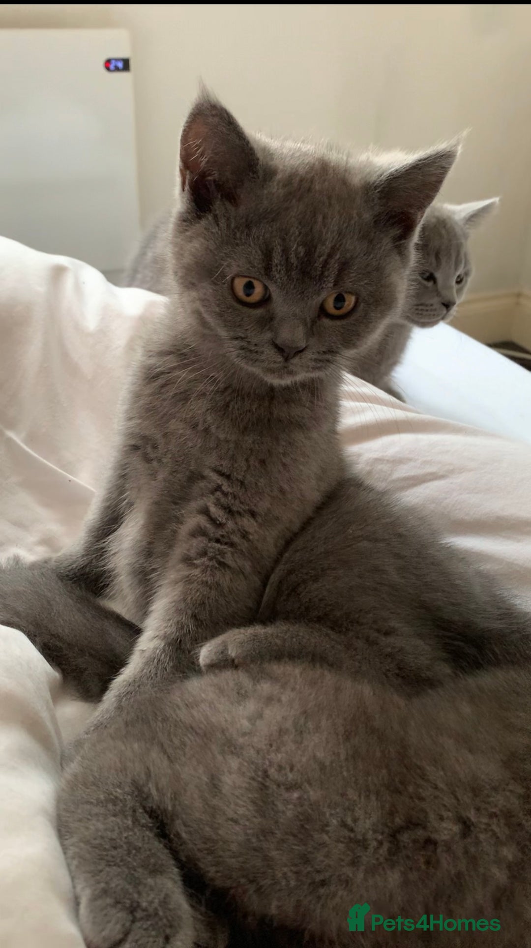 British Shorthair cats for sale: British Shorthair Blue Kittens 💛 Raised with Love - Advert 2