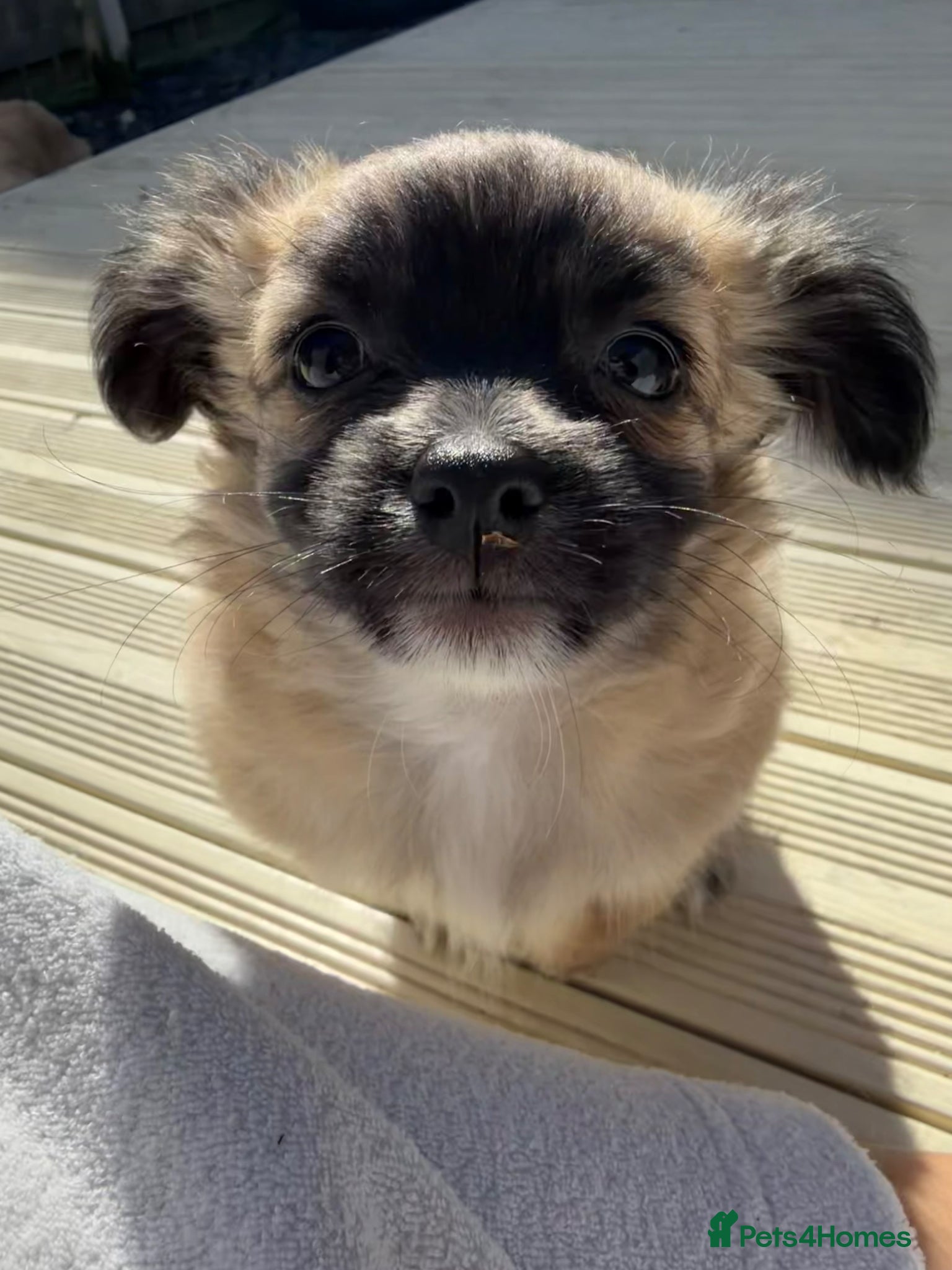 Chihuahua dogs *Ready to leave* Long hair chihuahua puppies - Advert 18