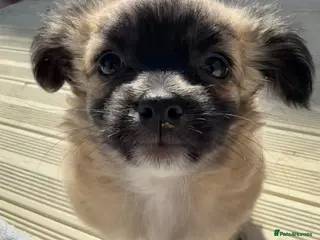 Chihuahua dogs *Ready to leave* Long hair chihuahua puppies - Advert 18