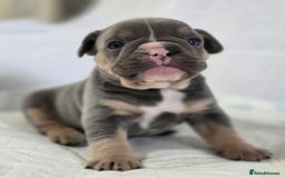 French Bulldog dogs for sale: TOP QUALITY KC REG FRENCHIES AVAILABLE  - Image 12
