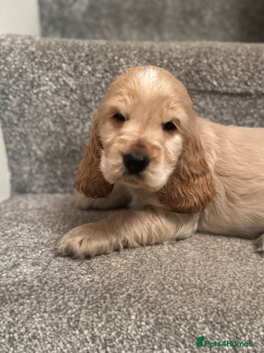 Cocker Spaniel dogs for sale: Last stunning KC show cocker - Advert 7