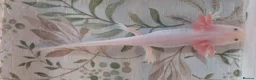 Axolotl reptiles for sale: Juvenile Leucistic Axolotls - Available Now - Advert 3