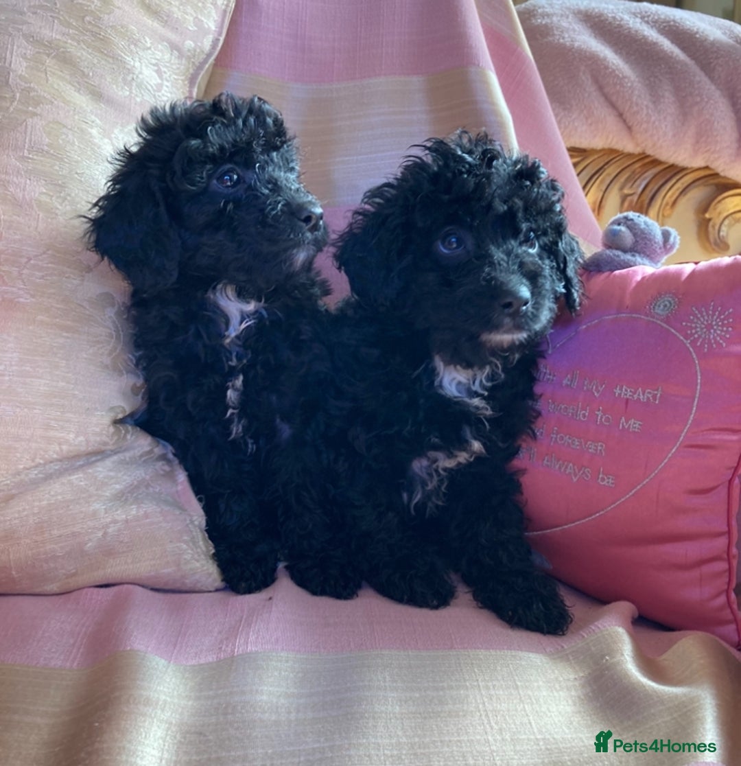 Poodle dogs for sale: Poodle 86% x cavalier DNA tested  - Image 9