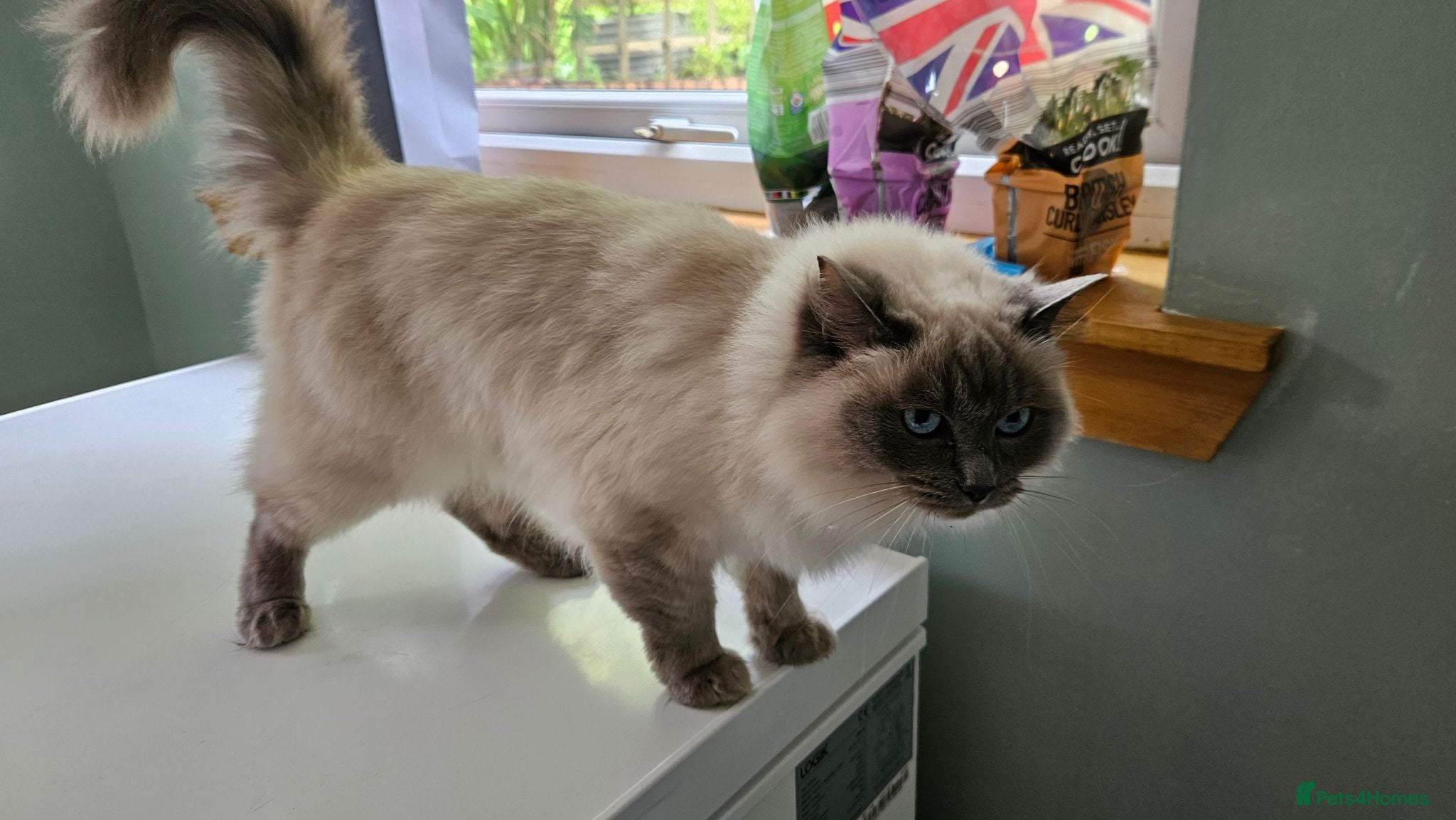 Ragdoll cats Retired Queen Peach Gccf registered - Advert 1