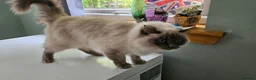 Ragdoll cats for sale: Retired Queen Peach Gccf registered - Advert 1