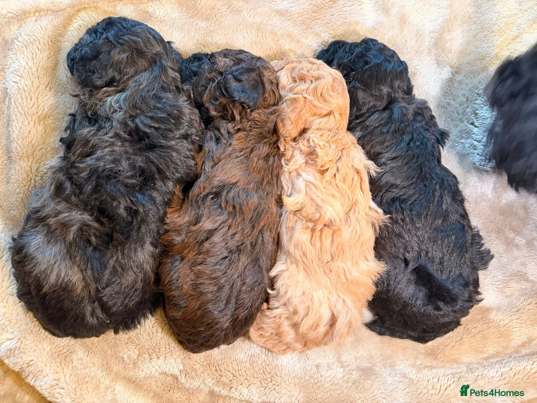 Cavapoochon dogs for sale: Gorgeous toy cavapoochons for sale - Advert 1