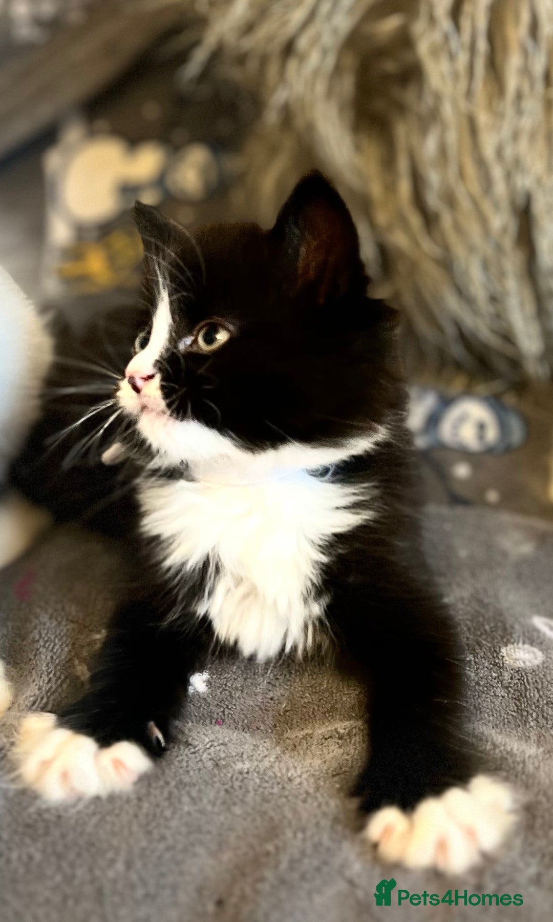 Mixed Breed cats for sale: Fluffy black and white kittens  - Advert 3