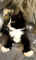 Mixed Breed cats Fluffy black and white kittens - Advert 16