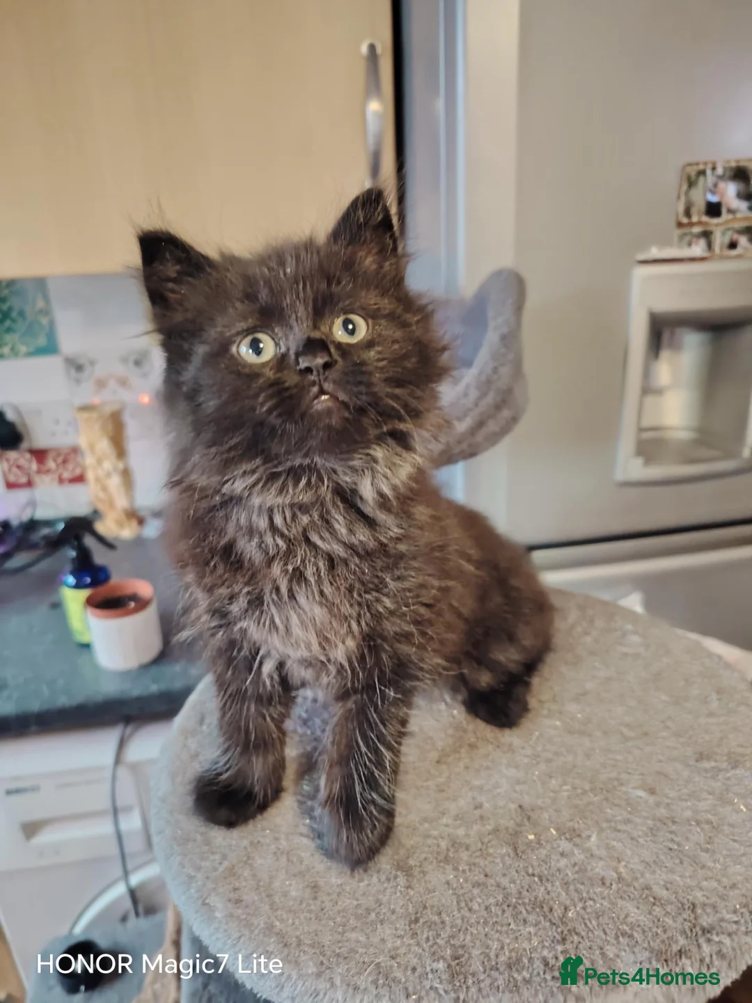 Mixed Breed cats for sale: Beautiful black & gray fluffy kitten - Advert 1