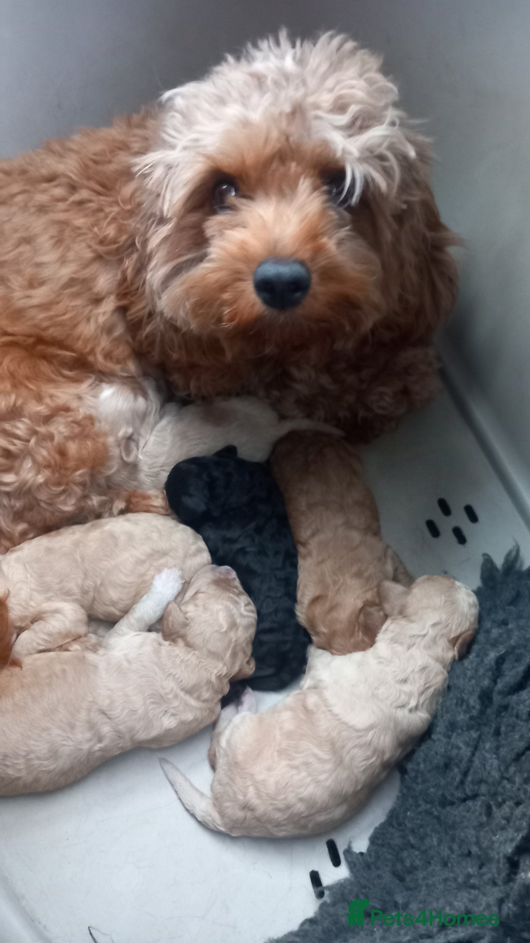 Cavapoo dogs for sale: 6 beautiful cavapoo puppies - Advert 2