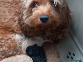 Cavapoo dogs 6 beautiful cavapoo puppies - Advert 1