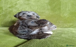 Lhasapoo dogs for sale: Lhasa Apso x Toy Poodle pups. Ready 11.09.25 - Image 7