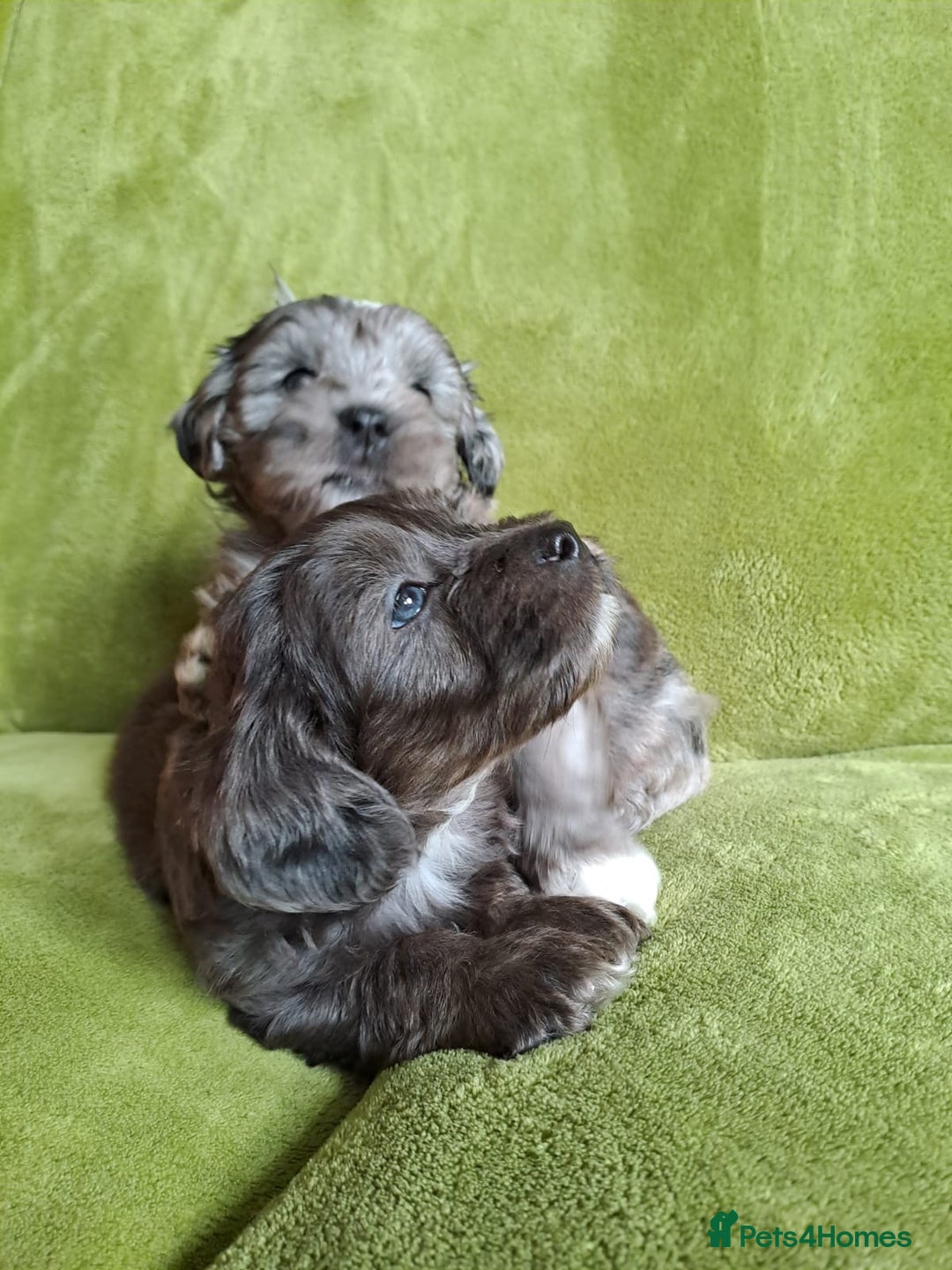 Lhasapoo dogs for sale: Lhasa Apso x Toy Poodle pups. Ready 11.09.25 - Image 7