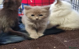 Ragdoll cats for sale: Ragdoll cross siamese kittens  - Image 8