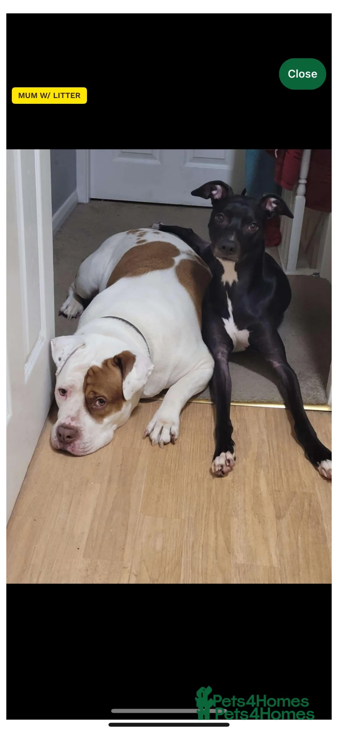 Mixed Breed dogs for sale: Luna & Millie - Advert 15