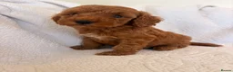 Cockapoo dogs for sale: LICENSED BREEDER QUALITY COCKAPOO PUPPIES  - Advert 9