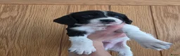 English Springer Spaniel dogs for sale: Stunning litter of English Springer Spaniels  - Advert 12