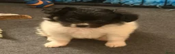 Papillon dogs for sale: Stunning, KC registered Papillon Puppies - Advert 5