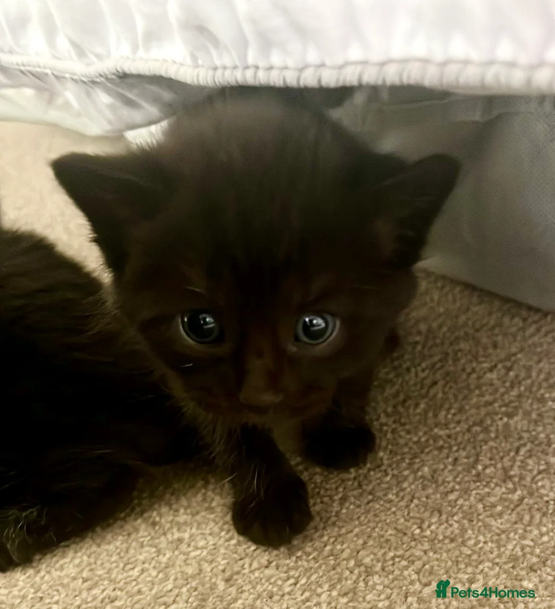 Mixed Breed cats for sale: Two black/Tabby kittens  in Exeter - Advert 2