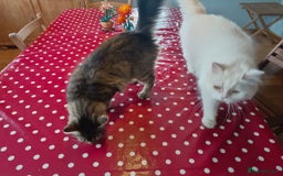 Persian cats for adoption: Agi, Persian and Carla, Persian cross, both aged 6 - Image 6