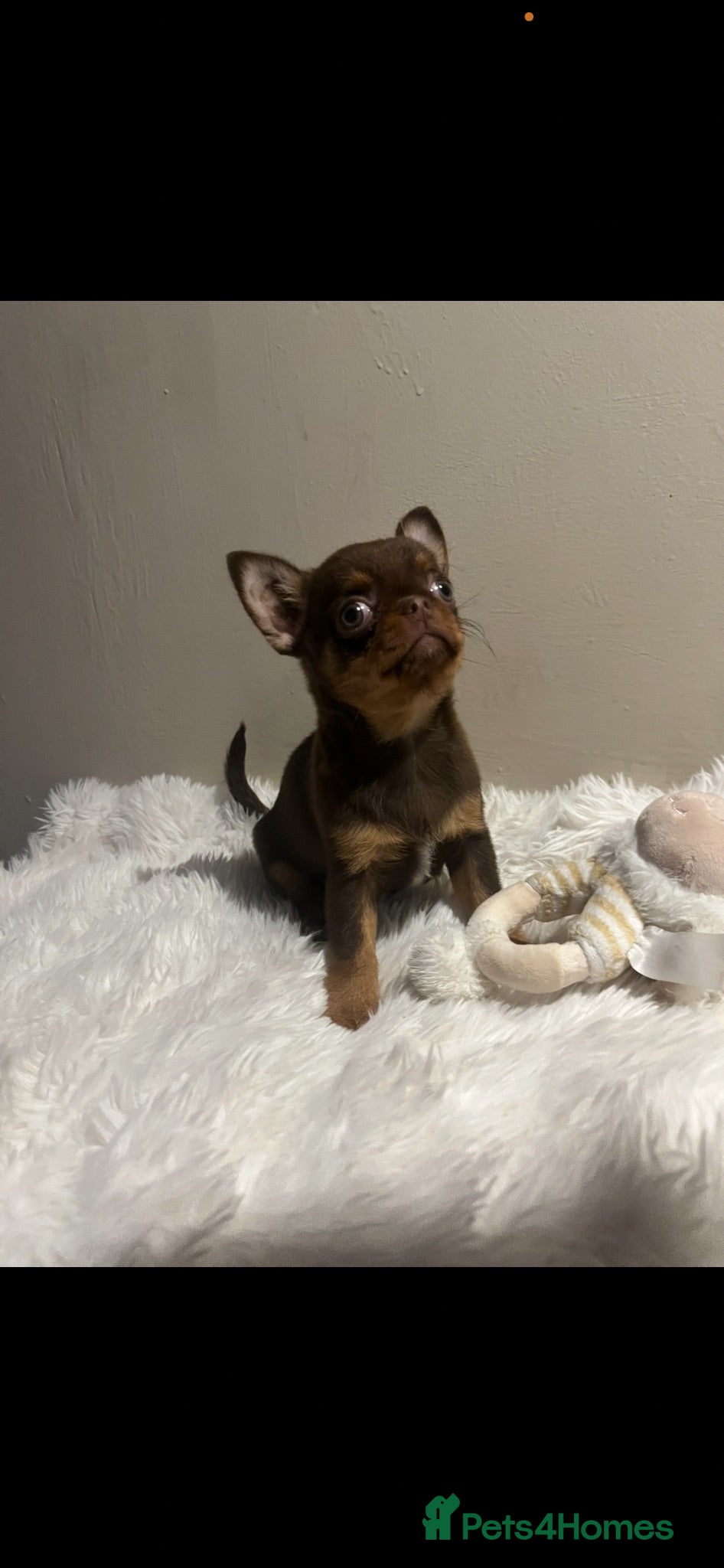 Chihuahua dogs Xx Quality Thai/Russian chihuahuas Xx - Advert 9