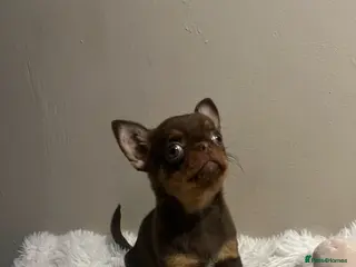 Chihuahua dogs Xx Quality Thai/Russian chihuahuas Xx - Advert 9