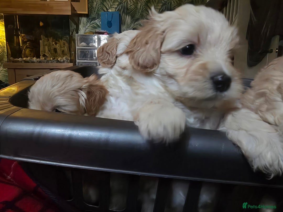 Maltipoo dogs for sale: F1 Maltipoo for sale  - Advert 27