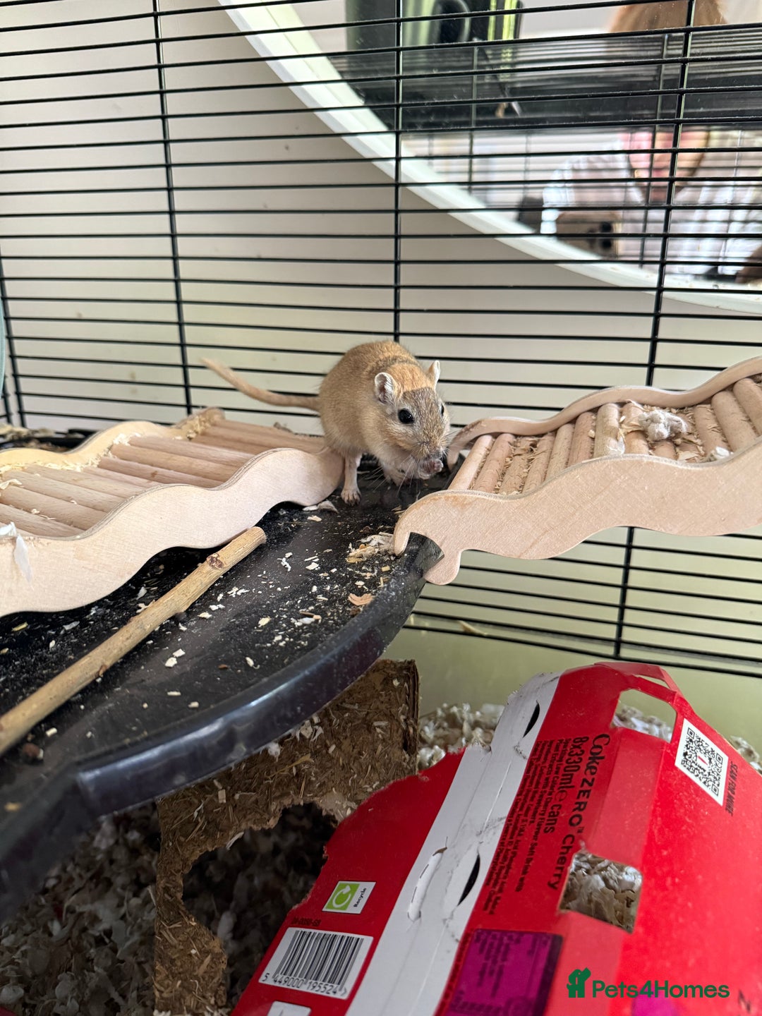 Gerbil rodents for sale: 4 males gerbils and set up  - Image 4