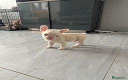 French Bulldog dogs for sale: French bulldog puppies  - Image 5