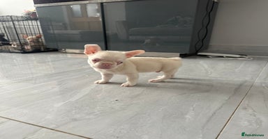 French Bulldog dogs - Advert 1