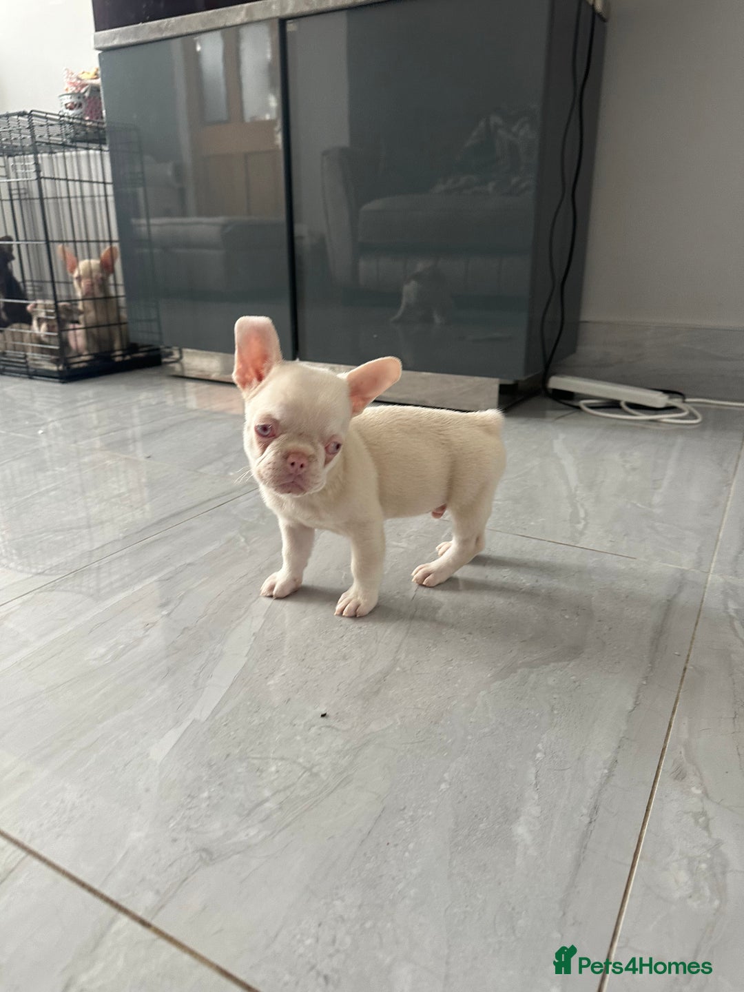 French Bulldog dogs for sale: French bulldog puppies  - Image 5