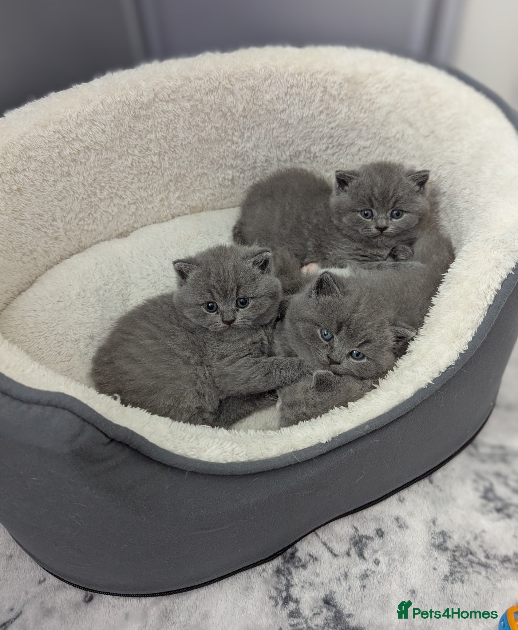 British Shorthair cats Pedigree chunky British blue shorthairs boy kitten - Advert 12