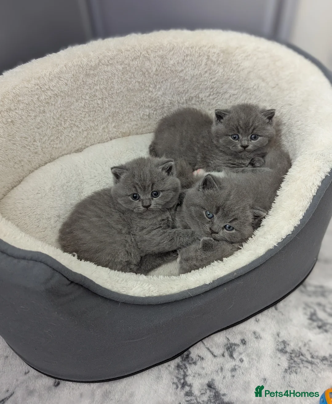British Shorthair cats for sale: Pedigree chunky British blue shorthairs boy kitten - Advert 1