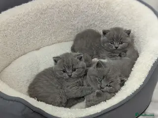 British Shorthair cats Pedigree chunky British blue shorthairs boy kitten - Advert 1