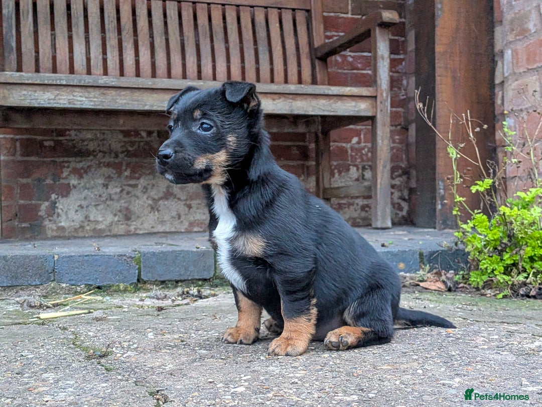 Jack Russell dogs for sale: Jack Russel Puppies for sale - Advert 3